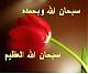   amo0oly