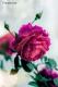   **Amal**
