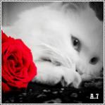   SOSO _1