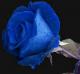   la rose bleue