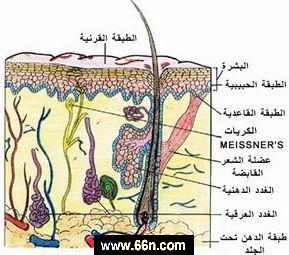 اضغط على الصورة لرؤيتها بالحجم الطبيعي